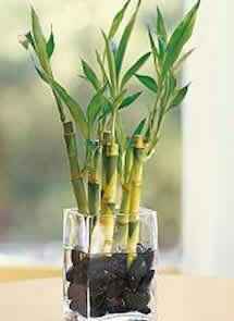  Qué el bambú verde protagonice la boda 💚 - 5