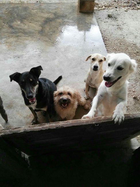  Amor perruno en el gran día!! - 1