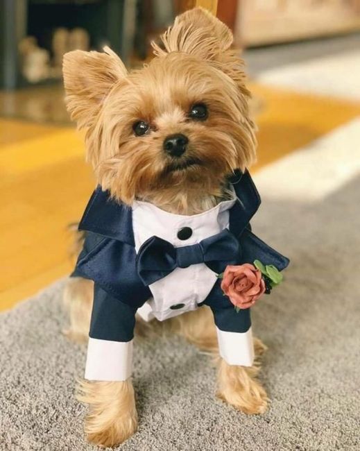 Ideas originales para pajes en la ceremonia ✨️💐💒 25