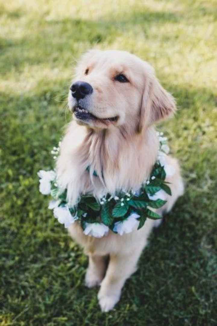 Ideas originales para pajes en la ceremonia ✨️💐💒 - 26