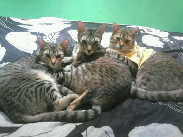 Tiempo de presumir a sus amigos peludos, quien tiene mascotas :d!! - 1