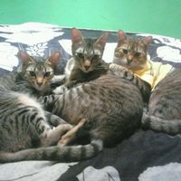 Tiempo de presumir a sus amigos peludos, quien tiene mascotas :d!! - 1