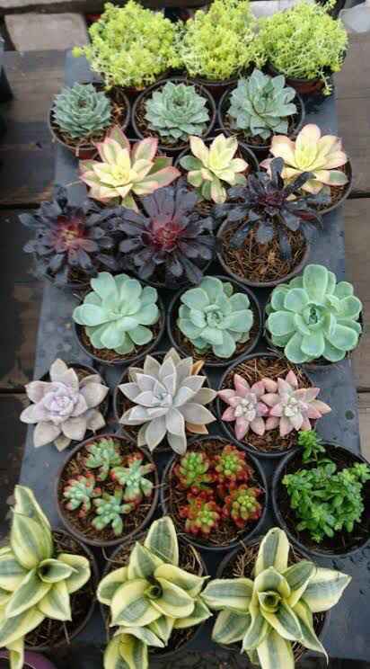 Paso #13: Recuerditos de la boda - 1