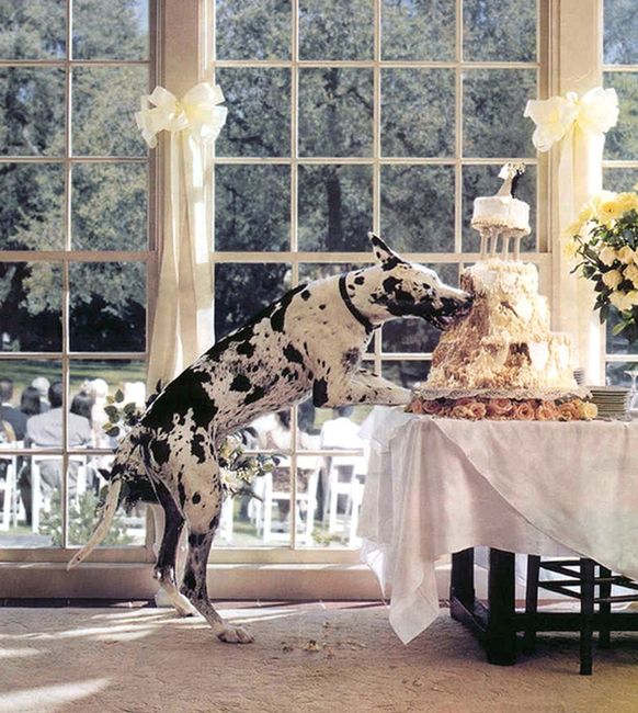 PERRITO COMIENDO PASTEL