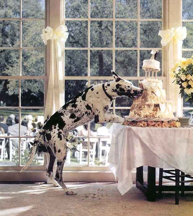 PERRITO COMIENDO PASTEL