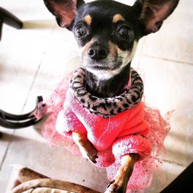 Mascotas en la boda! - 1