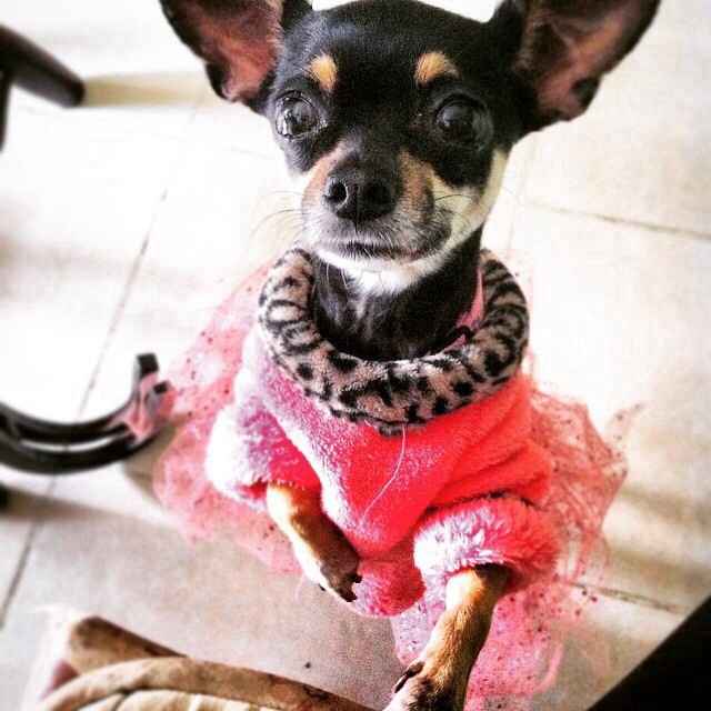 Presenten mascotas.... - 1