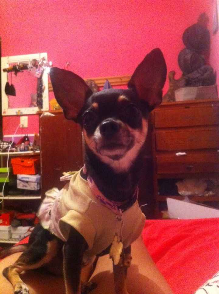 Presenten mascotas.... - 4