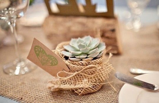 Suculentas para tus invitados 11
