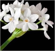 Narcisos