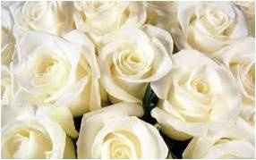 Rosas Blancas