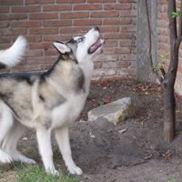 Elvis
