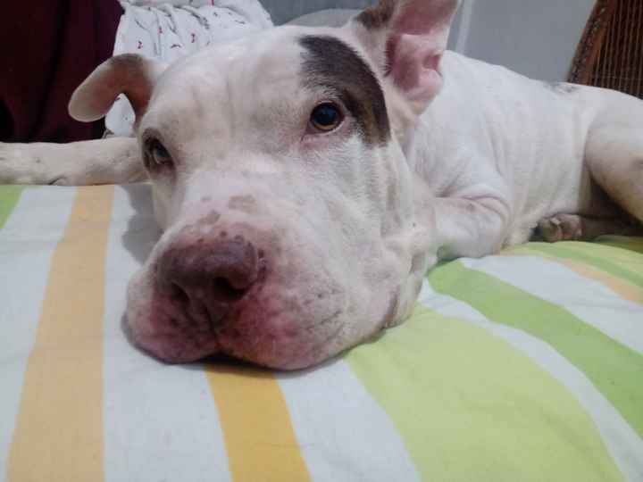 De tin marín de do pingüé, look de las mascotas 👈👉 - 1