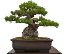 bonsai