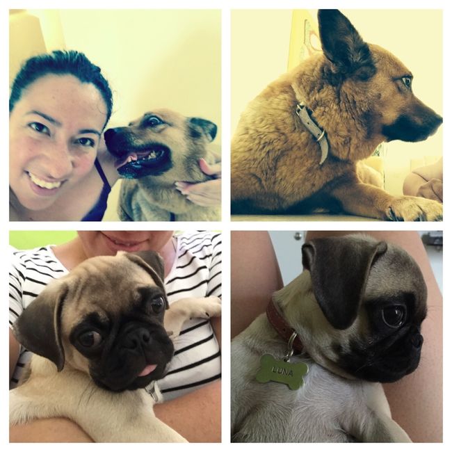 Conoce a mi mascota - 1