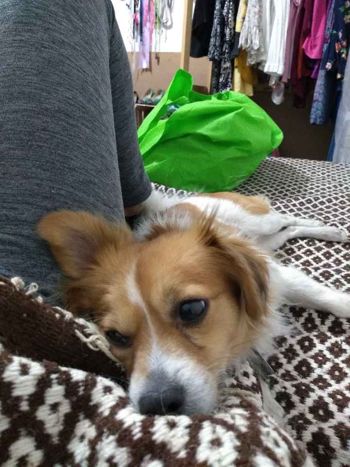 Lomitos en nuestro save the date! - 1