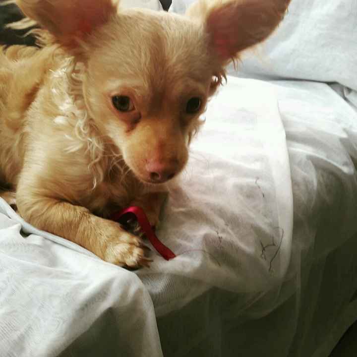 Presenten mascotas.... - 1