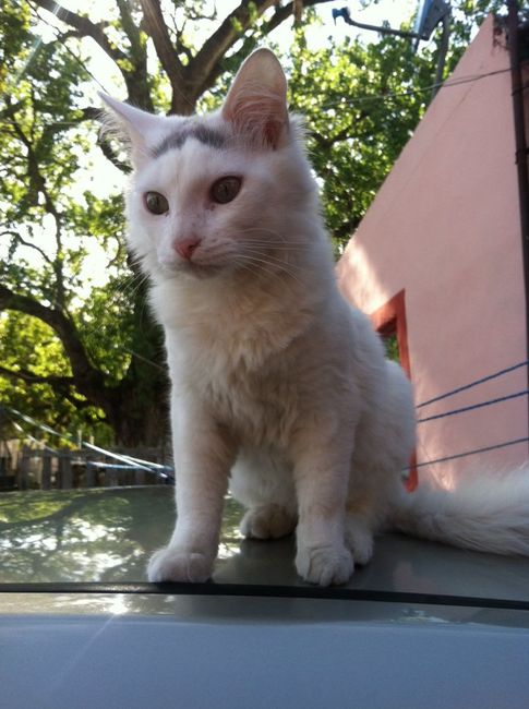 ¿dejarán alguna mascota con sus papás cuando se casen? - 1