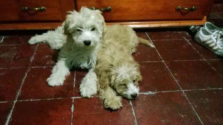 ¿Vestirías de novia a tu mascota? - 1