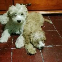 ¿Vestirías de novia a tu mascota? - 1