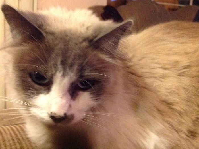 Presenten mascotas.... - 1