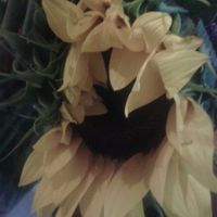 Flor maltratada