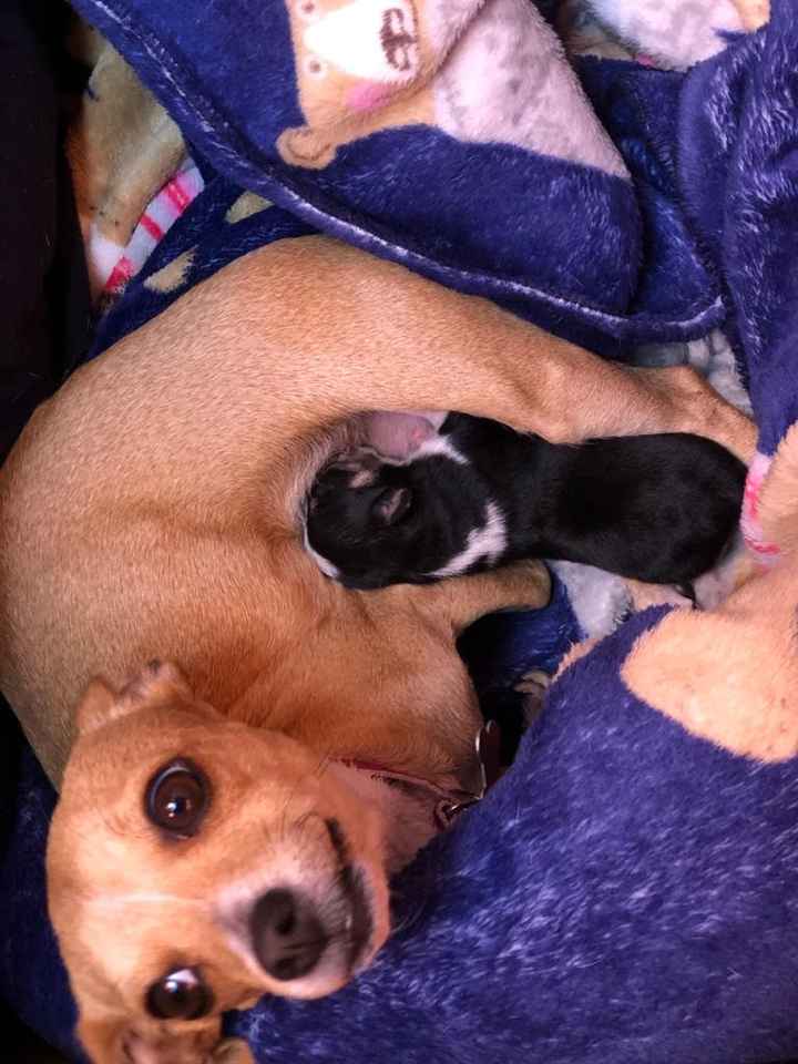 Dilema: Mascotas en el hogar ¿sí o no? - 1