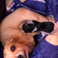 Dilema: Mascotas en el hogar ¿sí o no? - 1