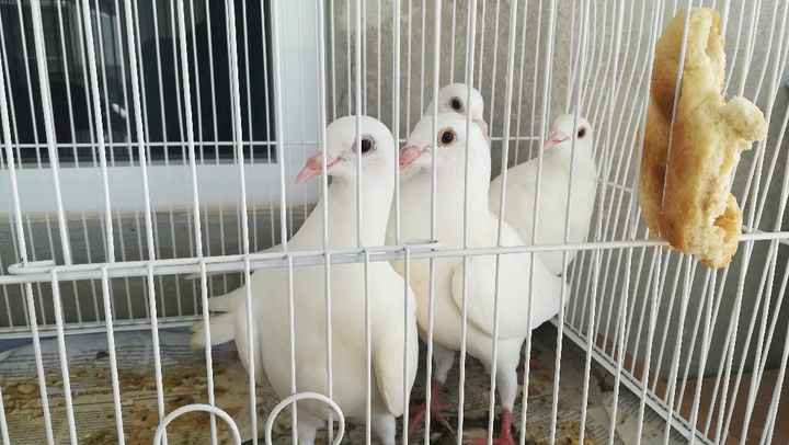 Palomas para soltar en la iglesia - 1