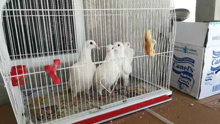 Palomas para soltar en la iglesia - 2