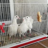 Palomas para soltar en la iglesia - 2