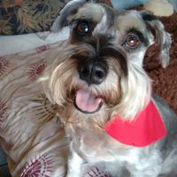 ¿Tendrán una mascota ya casados? - 1