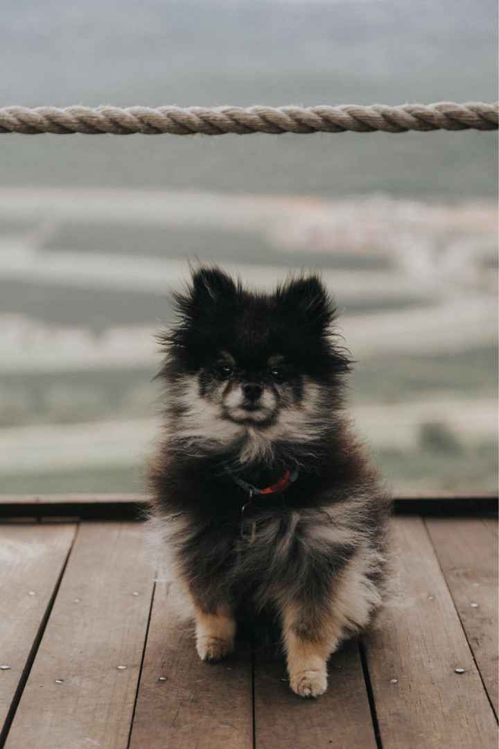 Tu mascota, ¿La invitamos o no? 🤔 - 1