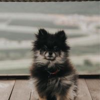 Tu mascota, ¿La invitamos o no? 🤔 - 1