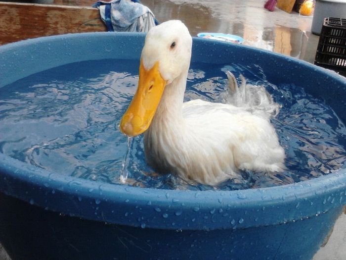 La foto de tu mascota! - 1