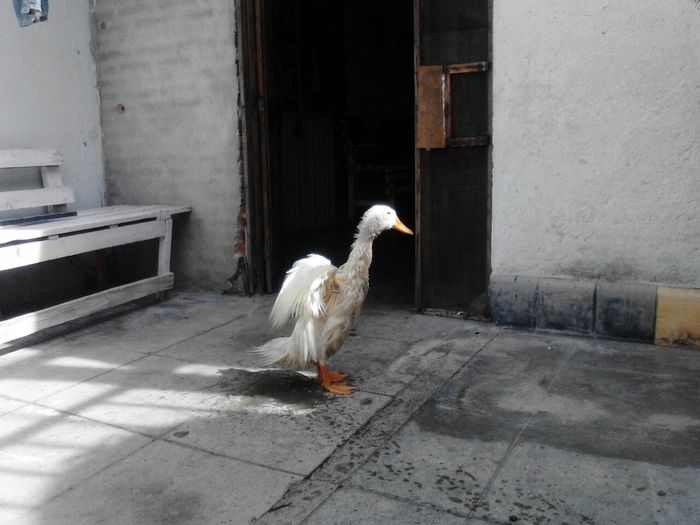 La foto de tu mascota! - 2