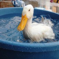 La foto de tu mascota! - 1