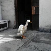 La foto de tu mascota! - 2