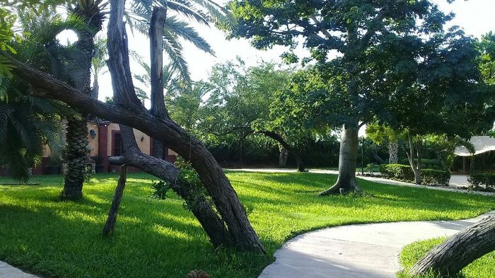Donde tendrán su sesión de fotos de boda? - 2