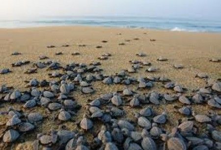 Luna de Miel en Holbox – Actividades