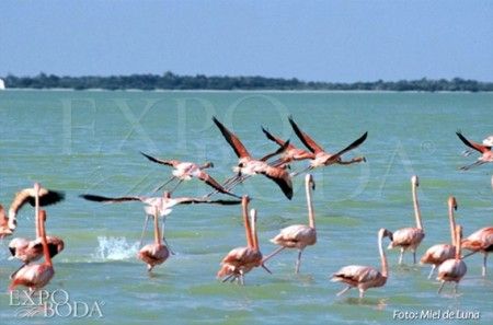 Luna de Miel en Holbox – Actividades