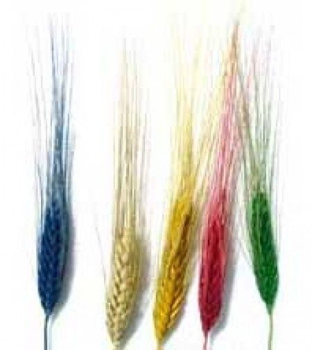 Boda Decoración con Trigo