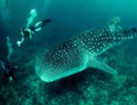 Luna de Miel en Holbox – Actividades