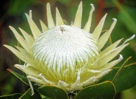 Flores resistentes al calor 