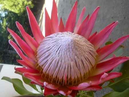 Flores resistentes al calor 