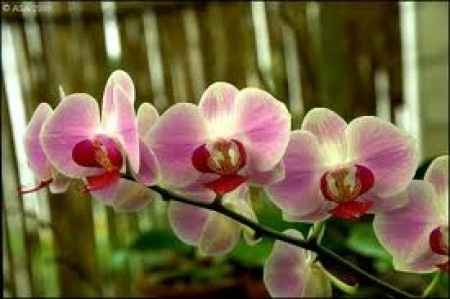 Flores resistentes al calor 