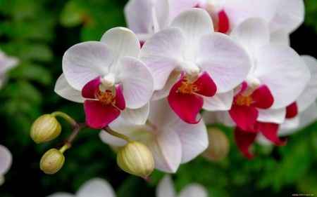 Flores resistentes al calor 