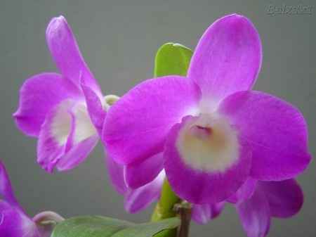 Flores resistentes al calor 