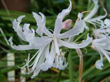 Flores resistentes al calor 