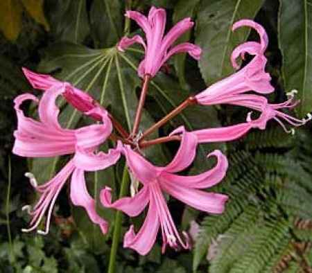 Flores resistentes al calor 